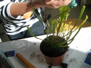 411 redimens plante carnivore
