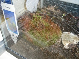 drosera